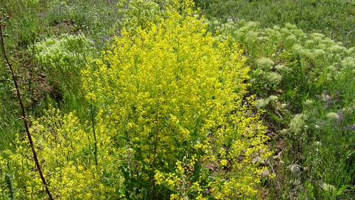 Crambe orientalis (Oriental sea kale) — photo