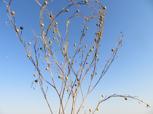 Crambe orientalis (Oriental sea kale) — photo