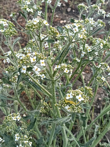 Crambe tatarica (Tartarian breadplant) — photo
