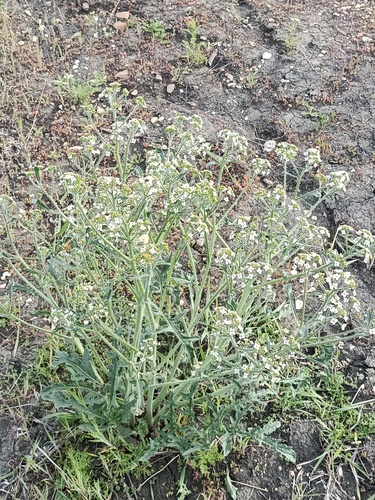 Crambe tatarica