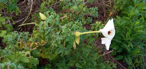 Craniolaria annua (Escorzonera) — photo