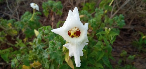 Craniolaria annua (Escorzonera) — photo
