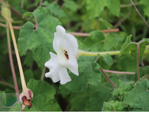 Craniolaria annua