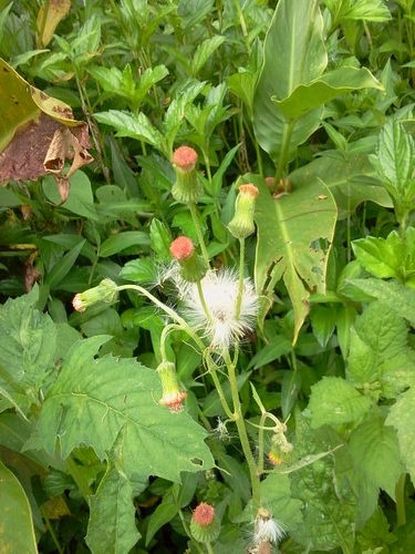 Crassocephalum crepidioides (Thickhead) — photo