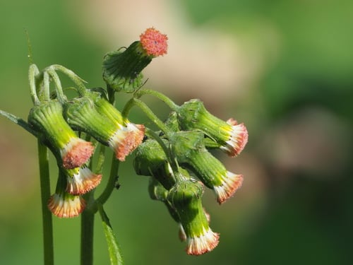 Crassocephalum crepidioides
