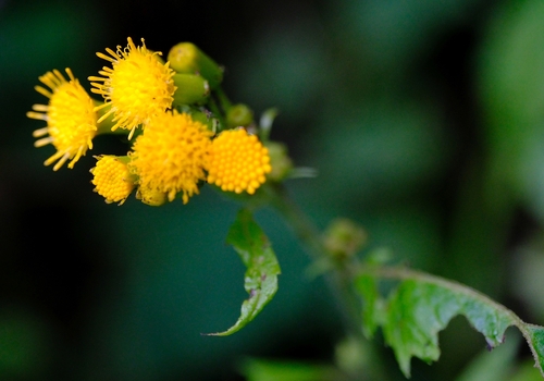 Crassocephalum montuosum — photo