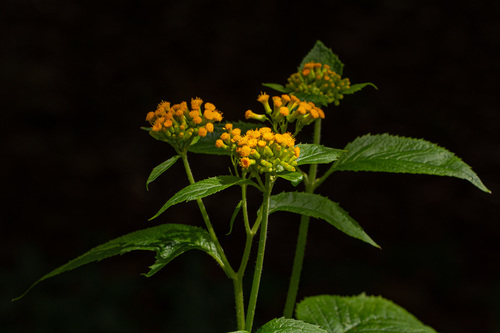 Crassocephalum montuosum — photo