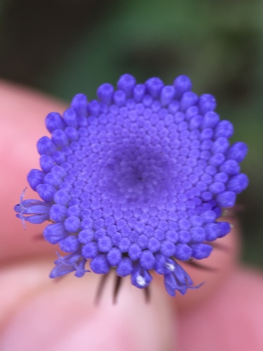Crassocephalum rubens