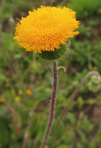 Crassocephalum vitellinum — photo