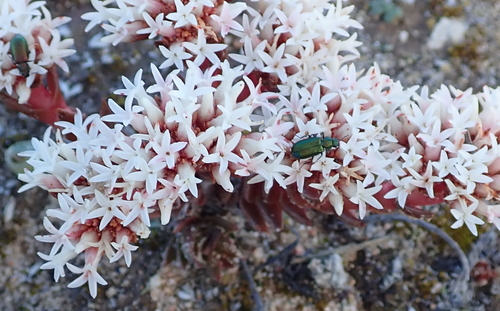 Crassula alpestris — photo