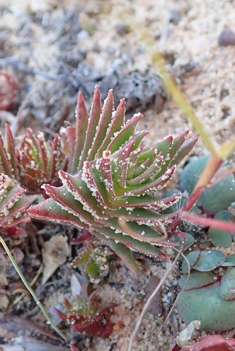 Crassula alpestris — photo