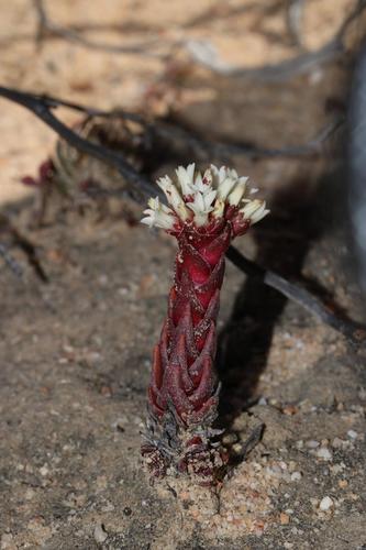 Crassula alpestris