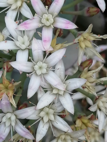 Crassula arborescens (Round-leaved crassula) — photo