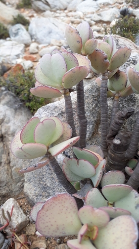 Crassula arborescens (Round-leaved crassula) — photo