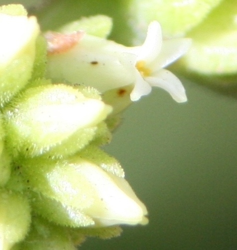 Crassula atropurpurea — photo