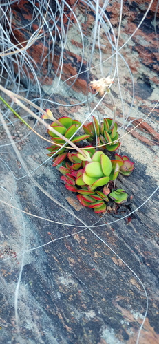 Crassula atropurpurea — photo