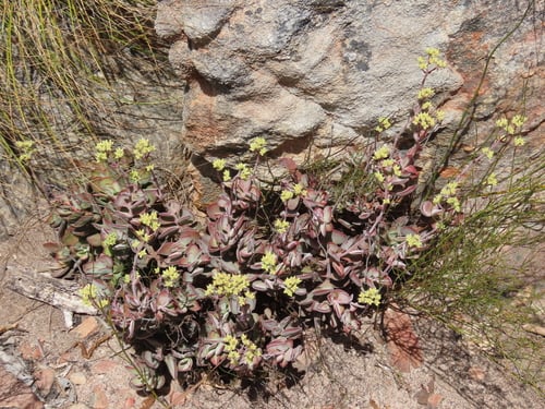 Crassula atropurpurea