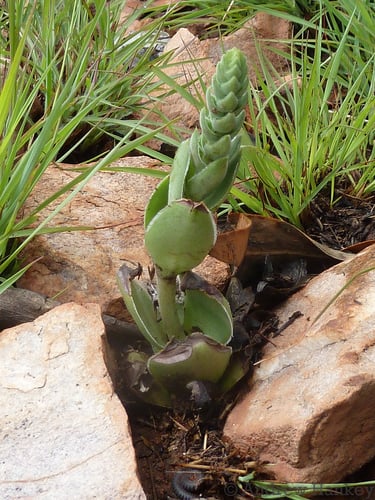 Crassula capitella (Campfire) — photo