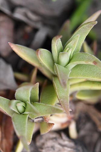 Crassula capitella (Campfire) — photo