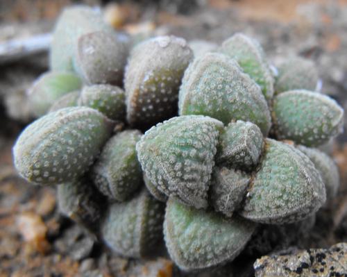 Crassula elegans — photo