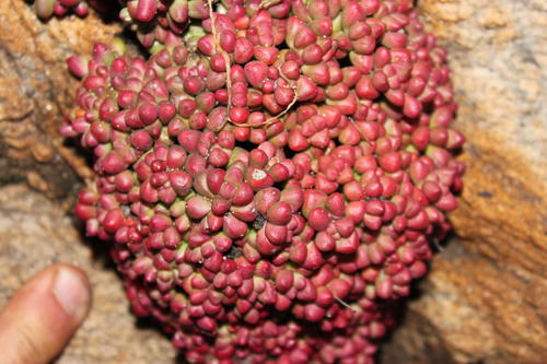 Crassula elegans — photo