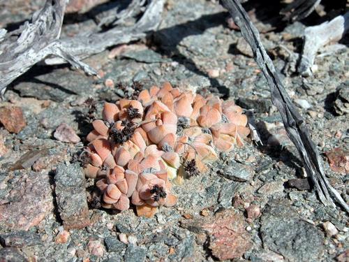 Crassula elegans