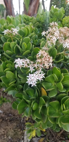 Crassula ovata (Jade plant) — photo