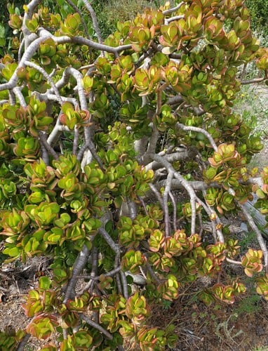 Crassula ovata (Jade plant) — photo
