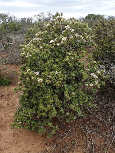 Crassula ovata