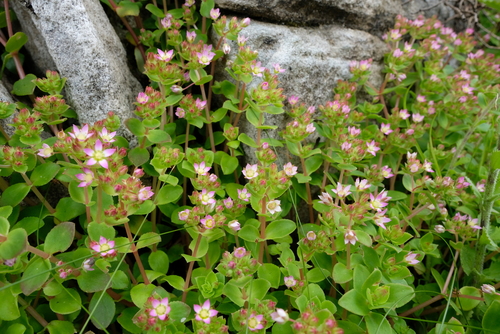 Crassula pellucida — photo