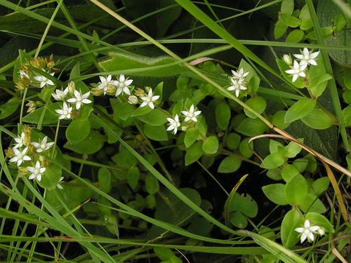 Crassula pellucida