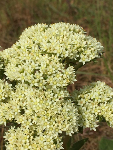 Crassula vaginata (White stonecrop) — photo