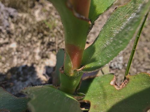Crassula vaginata (White stonecrop) — photo