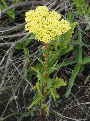 Crassula vaginata