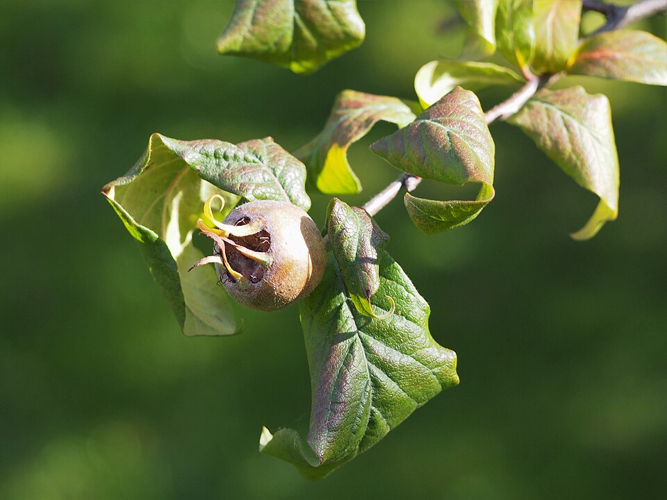 Crataego-mespilus dardarii (Bronvaux medlar) — photo