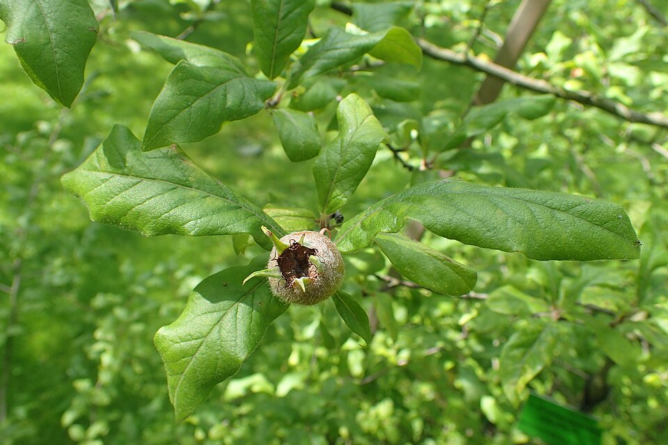 Crataego-mespilus dardarii