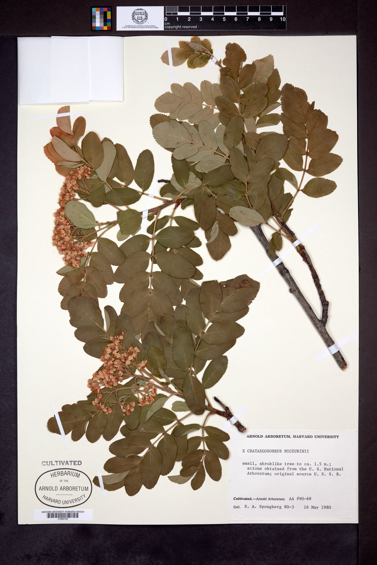 Crataegosorbus miczurinii x