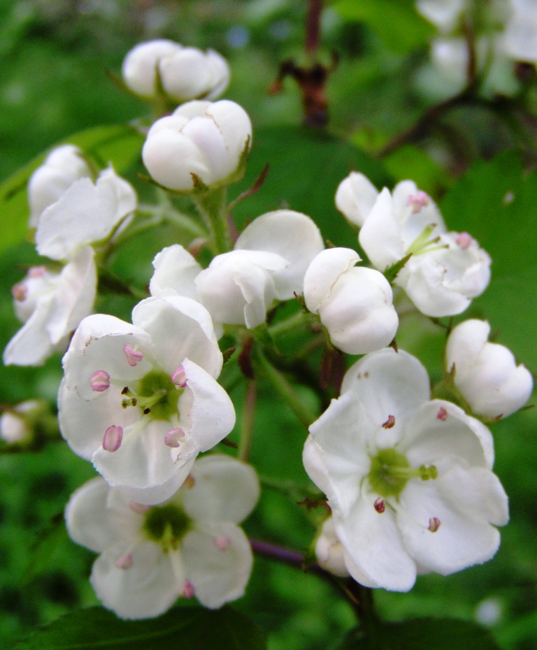 Crataegus acclivis — photo