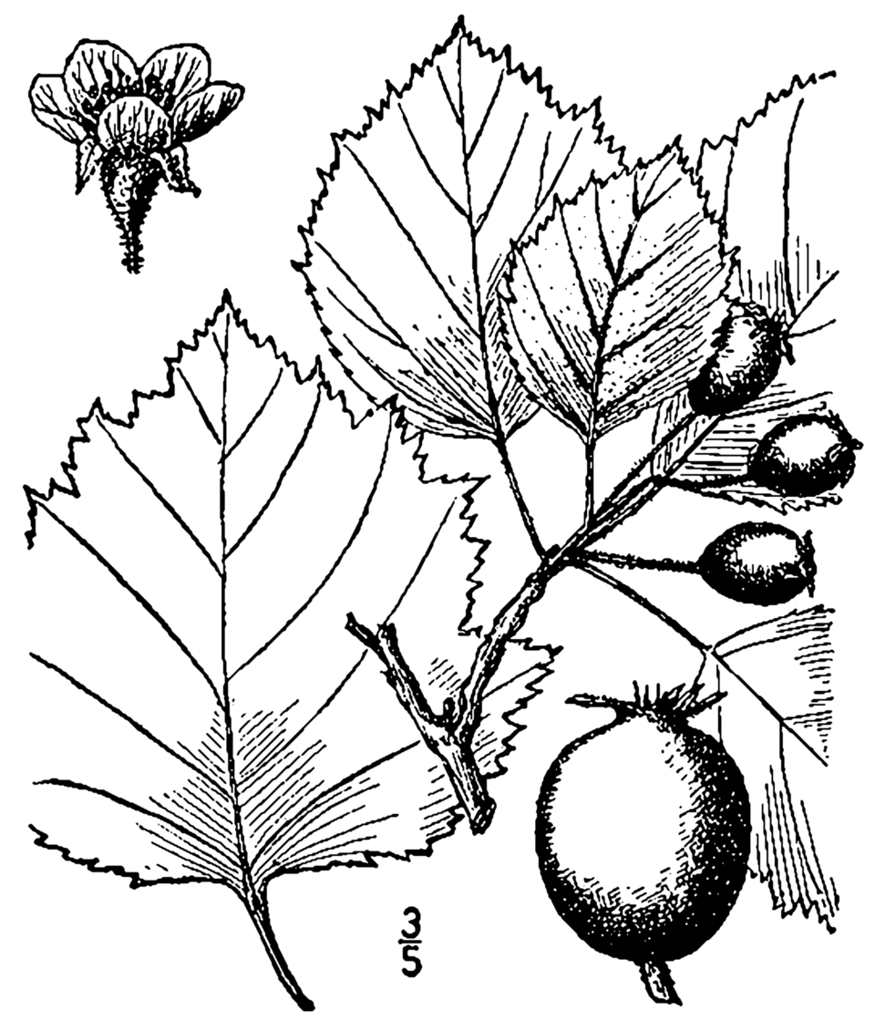 Crataegus acclivis