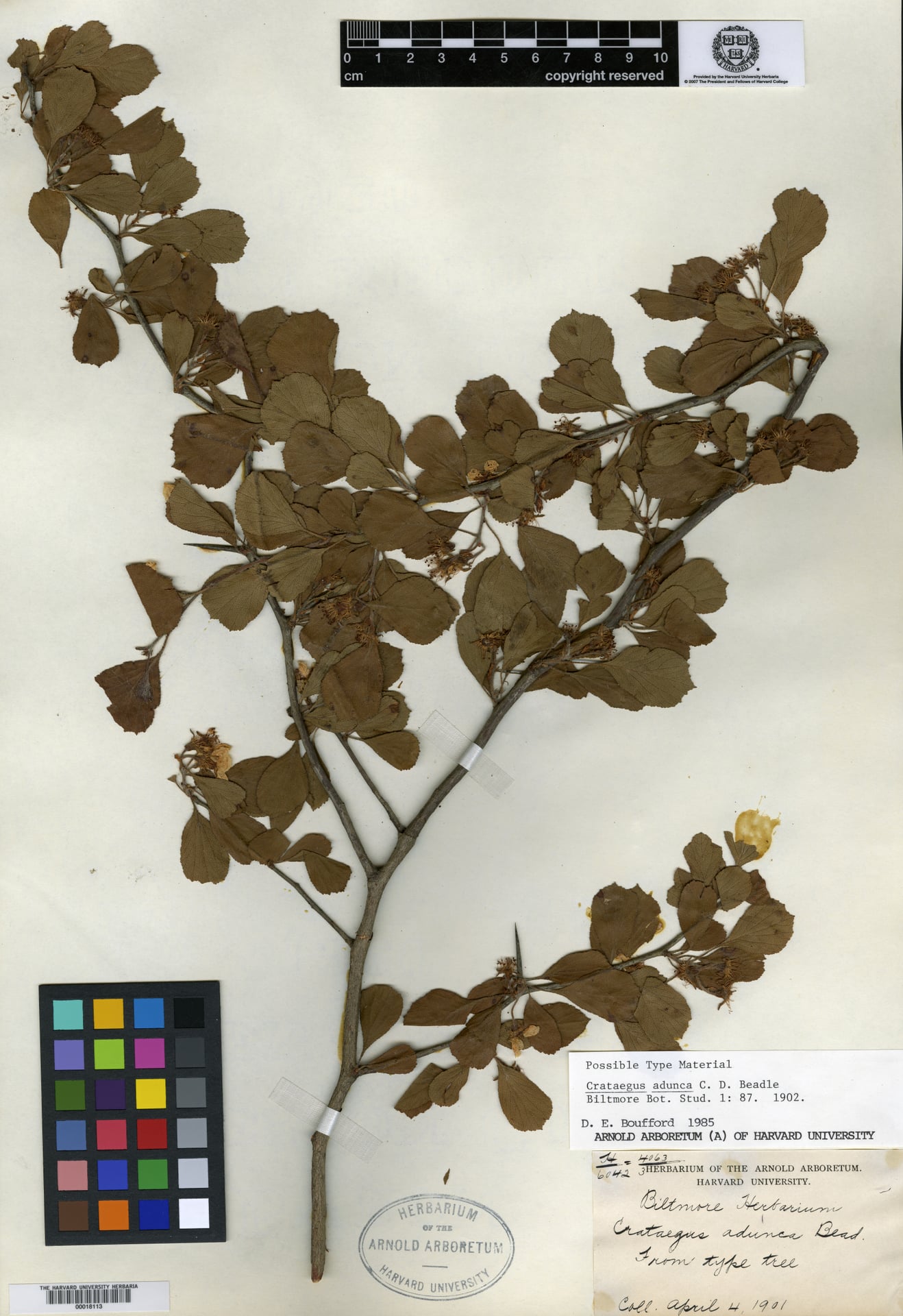 Crataegus adunca — photo