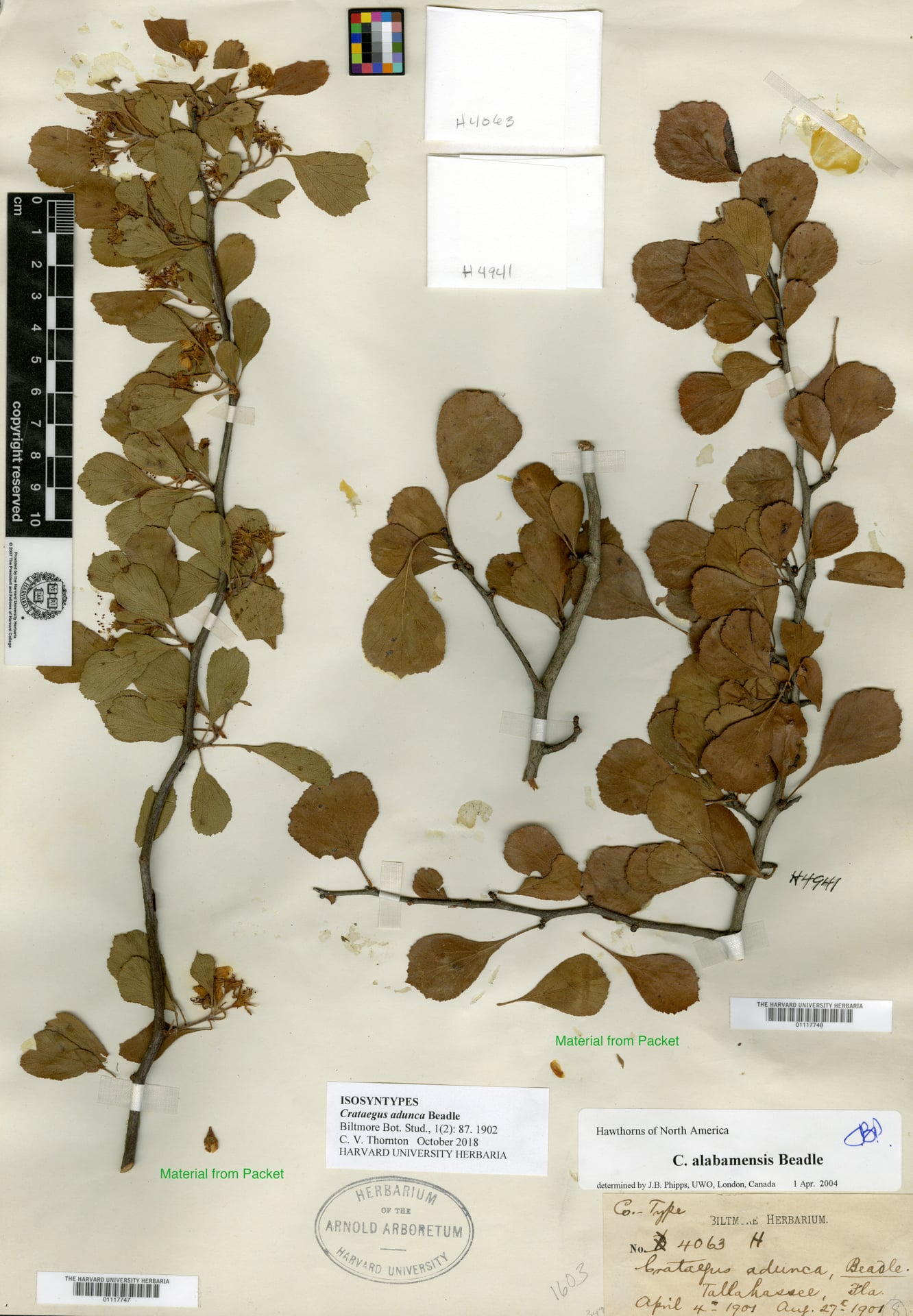 Crataegus adunca — photo