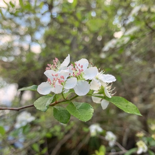Crataegus aestivalis (Mayhaw) — photo