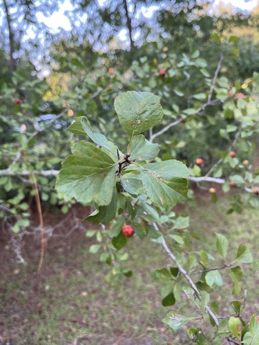 Crataegus aestivalis (Mayhaw) — photo
