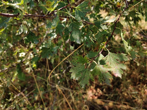 Crataegus almaatensis (Alma-Ata hawthorn) — photo