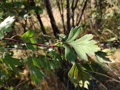 Crataegus almaatensis (Alma-Ata hawthorn) — photo