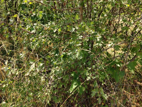 Crataegus almaatensis