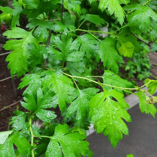 Crataegus altaica
