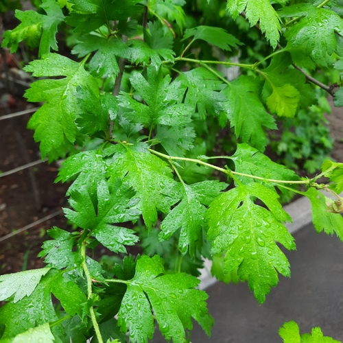 Crataegus altaica — photo