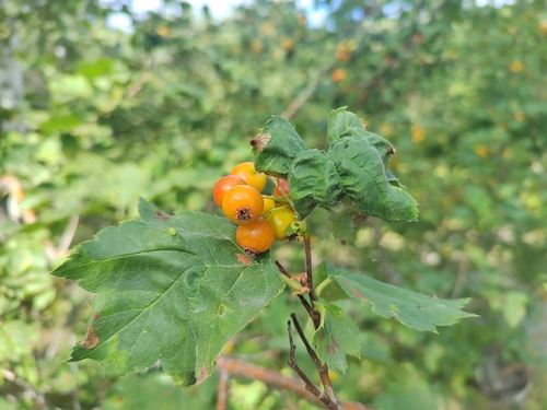 Crataegus altaica — photo