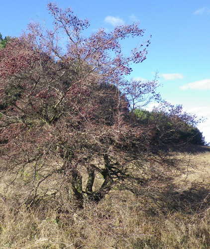 Crataegus ambigua (Doubtful hawthorn) — photo